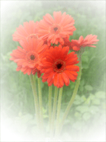 Gerbera